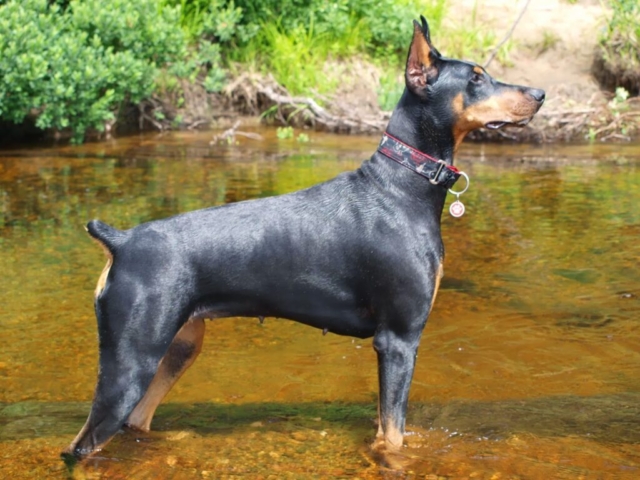 dobermann en orilla de río