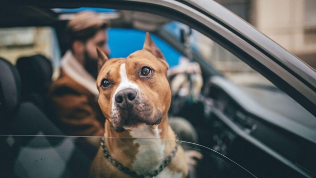 pitbull de copiloto en un coche pitbull de copiloto en un coche