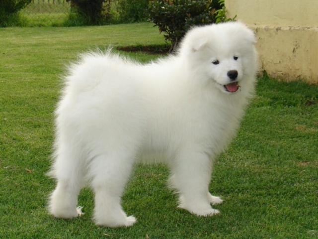 samoyedo parado sobre césped
