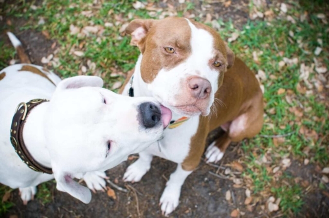 2 pitbulls jugando en exterior 2 pitbulls jugando en exterior