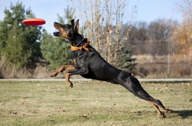 dobermann jugando con frisbee