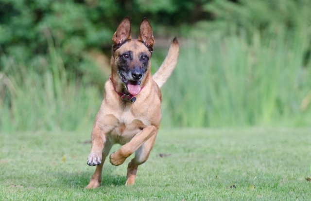 pastor belga corriendo en césped