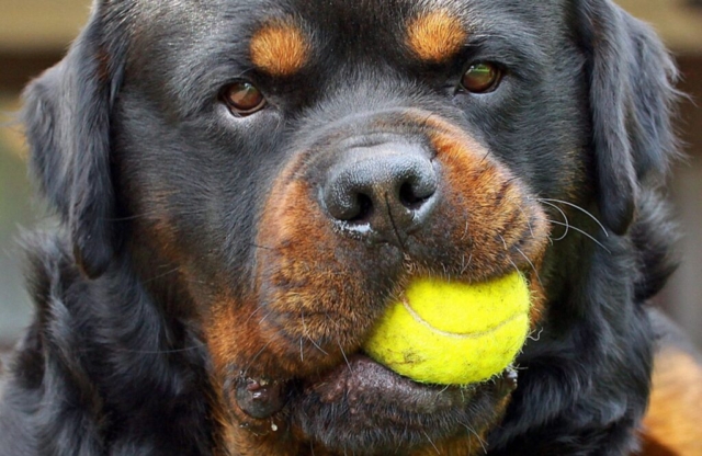 rottweiler mordiendo una pelota de tenis rottweiler mordiendo una pelota de tenis