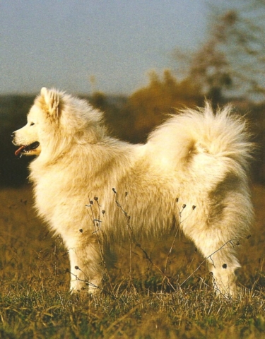 samoyedo parado sobre césped al atardecer