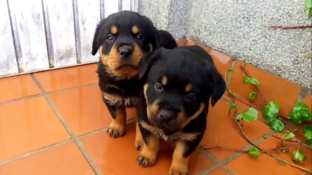2 cachorros rottweiler en un patio 2 cachorros rottweiler en un patio