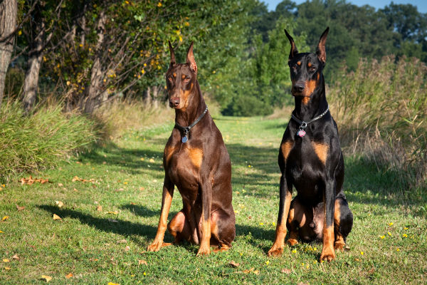 2 dobermann sentados en un sendero en el campo