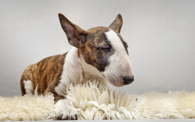 bull terrier sobre alfombra blanca