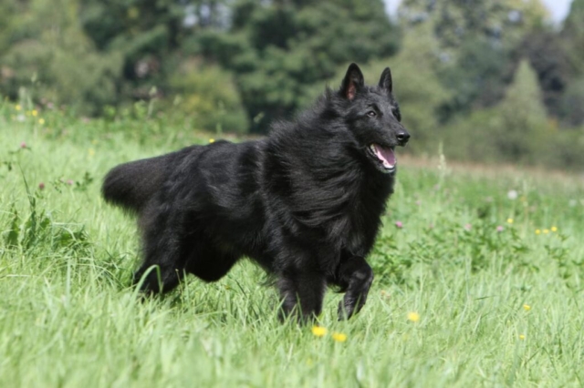 pastor belga al asecho de una presa en el campo