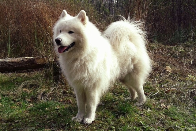 samoyedo parado sobre hierba y ramas en el campo