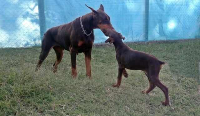 dobermann junto a cachorro