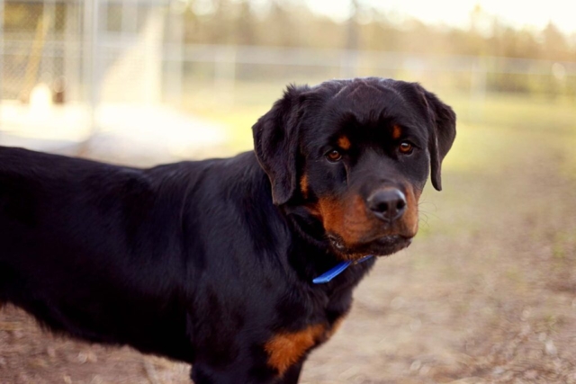 rottweiler al borde de un lago rottweiler al borde de un lago