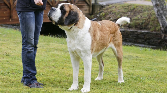 san bernardo junto a su amo sobre césped