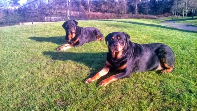 2 rottweilers descansando al sol sobre césped 2 rottweilers descansando al sol sobre césped