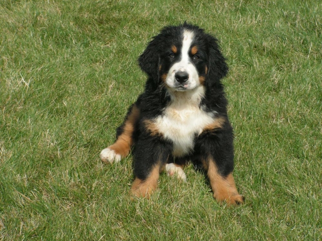 Foto de un cachorro boyero de berna en cesped Foto de un cachorro boyero de berna en cesped