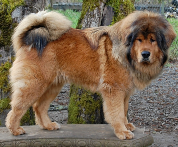 mastín tibetano adulto mastín tibetano adulto