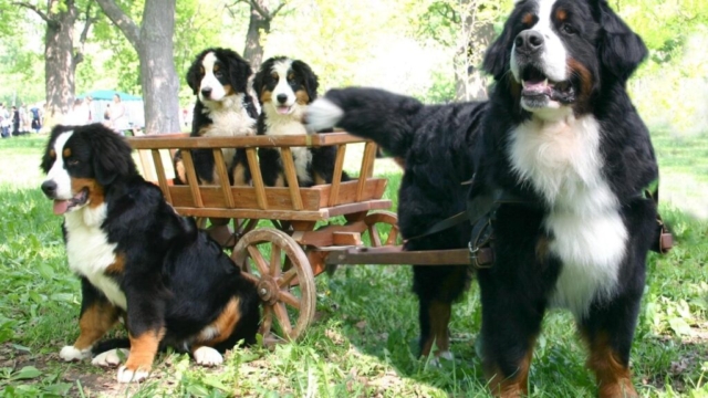 san bernardo junto a sus 3 cachorros