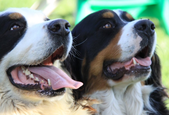 Foto de 2 boyeros de berna Foto de 2 boyeros de berna
