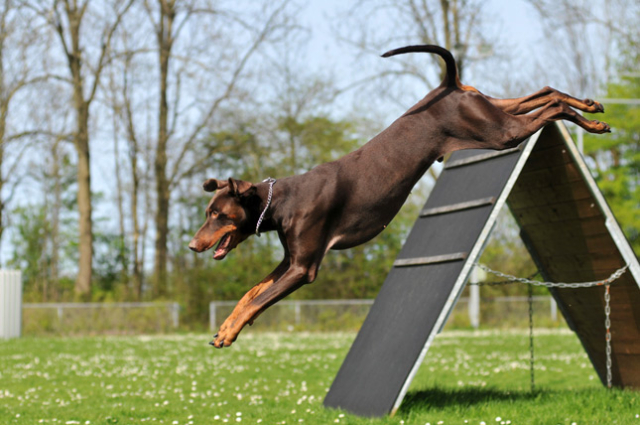 dobermann saltando en agility
