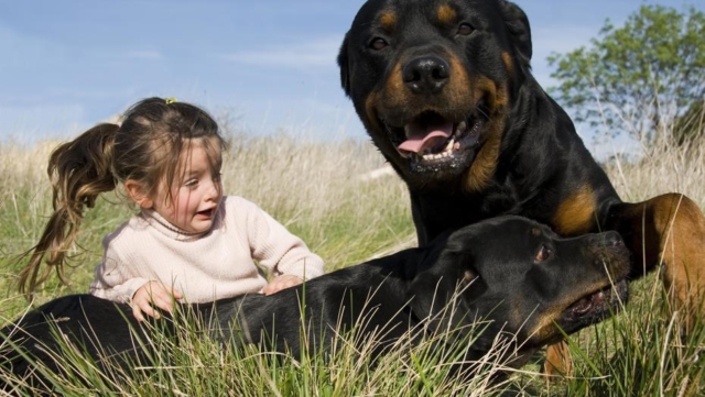 rottweiler jugando con una pequeña niña rottweiler jugando con una pequeña niña