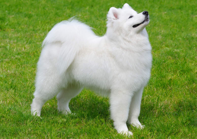 samoyedo parado sobre césped mirando hacia arriba