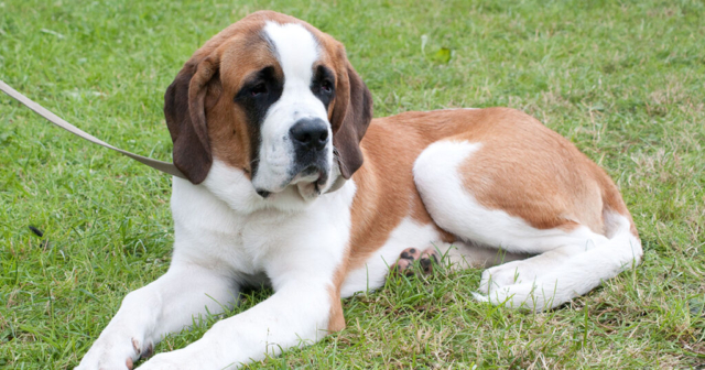 san bernardo recostado sobre césped