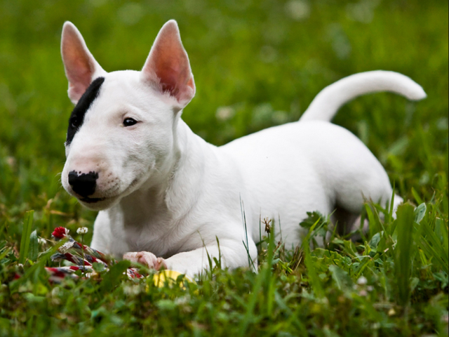 bull terrier jugando en césped