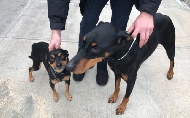 dobermann junto a pinscher