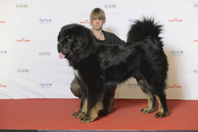 mastín tibetano adulto en alfombra roja de Royal Canin mastín tibetano adulto en alfombra roja de Royal Canin