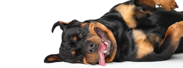 rottweiler acostado con lengua afuera rottweiler acostado con lengua afuera