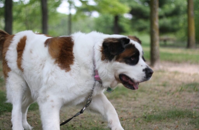 san bernardo caminando en un bosque