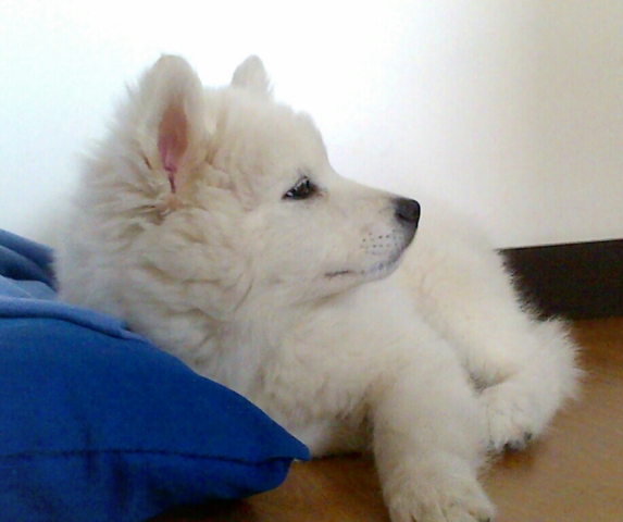 samoyedo descansando sobre cojín