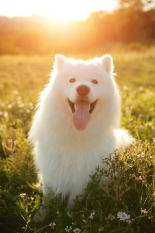 samoyedo en llanura al atardecer