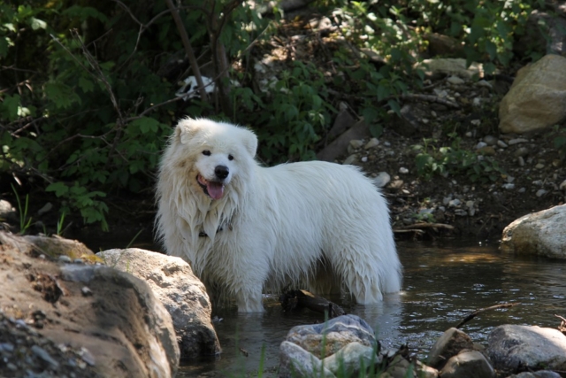 samoyedo jugando en estero