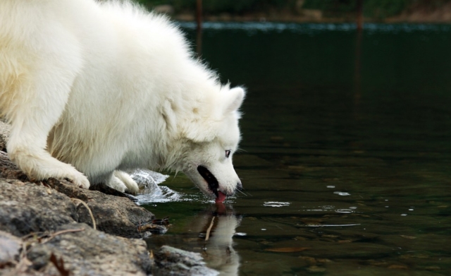 samoyedo bebiendo agua de un rio