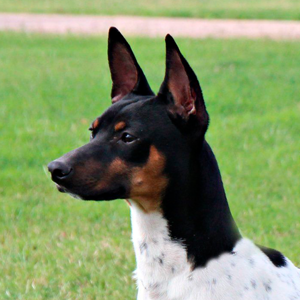 gos rater valencia ratonero valenciano