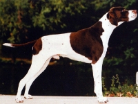Pointer Inglés