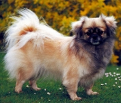 Spaniel Tibetano
