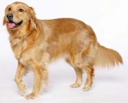 Golden Retriever (Cobrador dorado)
