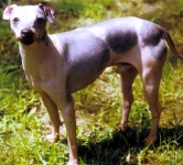 American Hairless Terrier
