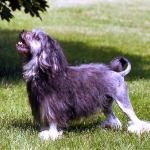 Pequeño Perro León