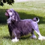 Pequeño Perro León