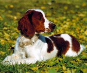 Springer Spaniel Gales