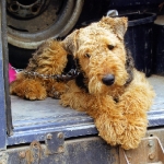 Airedale Terrier