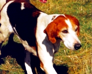 Foxhound ingles