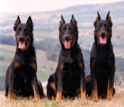 Beauceron (Pastor de Beauce)