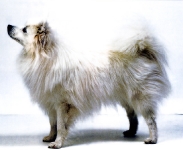 Spitz japonés