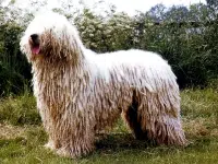 Komondor