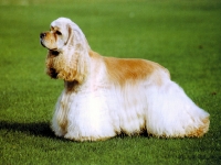 Cocker Spaniel Americano