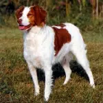 Spaniel Bretón