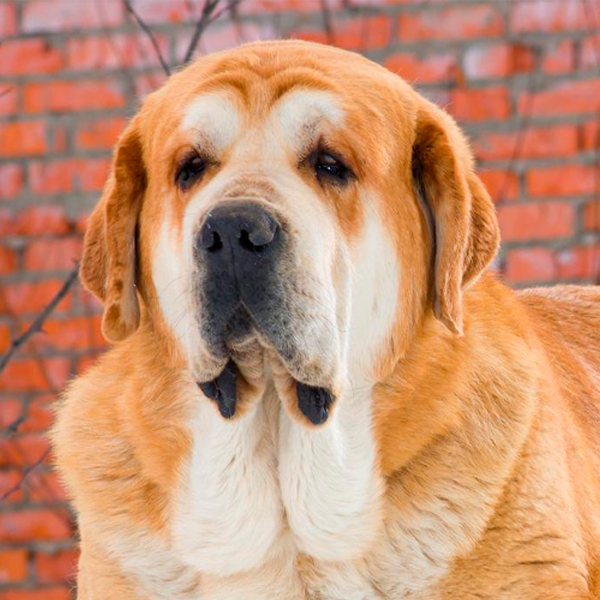 miniatura de un mastín español